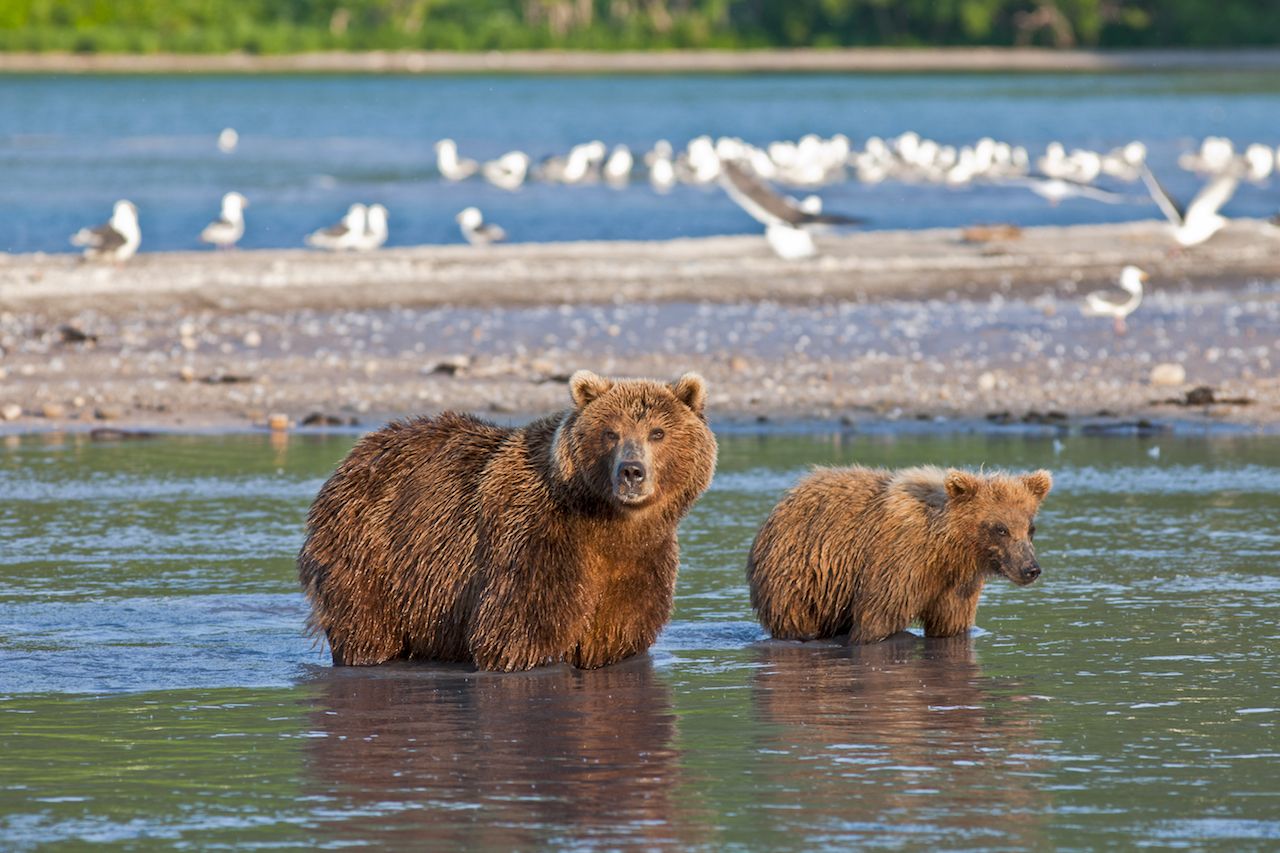 Bear and cub Kamchatka, Russia