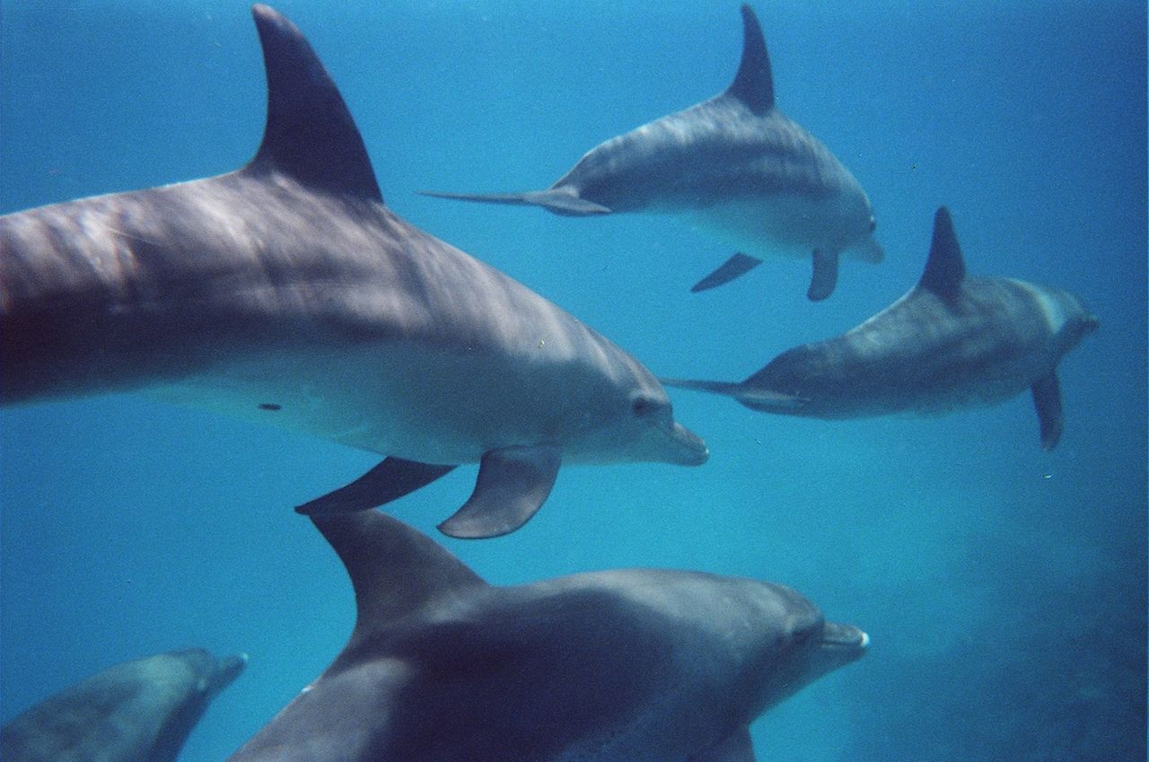 Bottlenose Dolphins Swimming, Hurghada, Egypt
