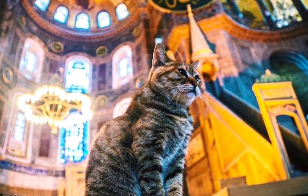 ÐÐ°ÑÑÐ¸Ð½ÐºÐ¸ Ð¿Ð¾ Ð·Ð°Ð¿ÑÐ¾ÑÑ ottoman love cats