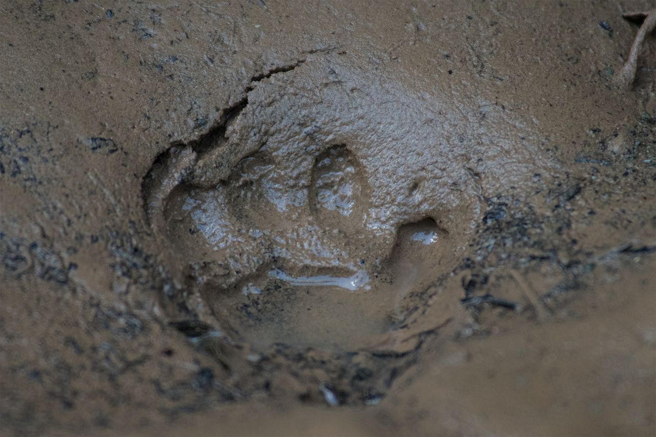Clouded leopard paw print in the mud