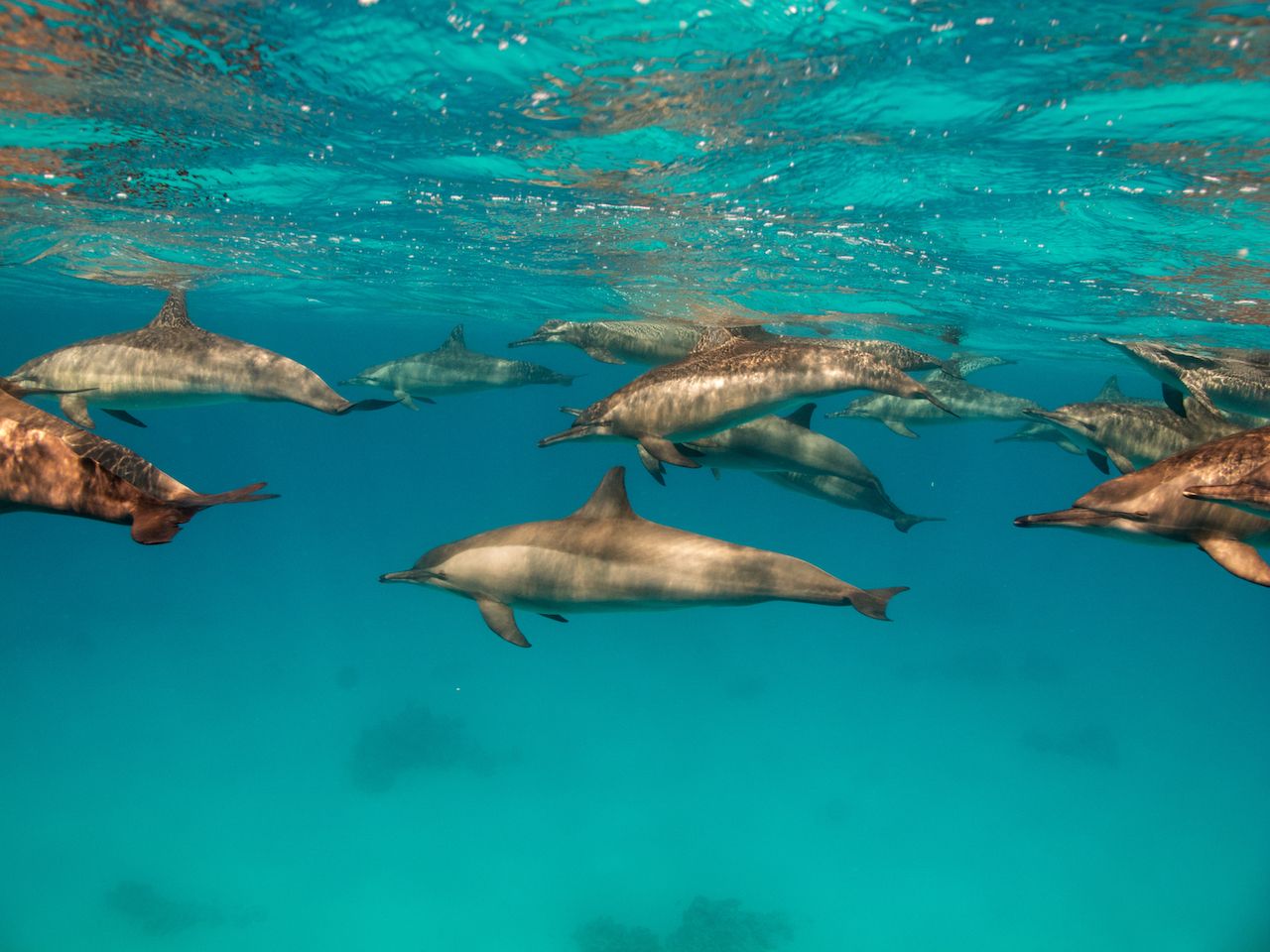 Large family of bottlenose dolphins (Tursiops aduncus)