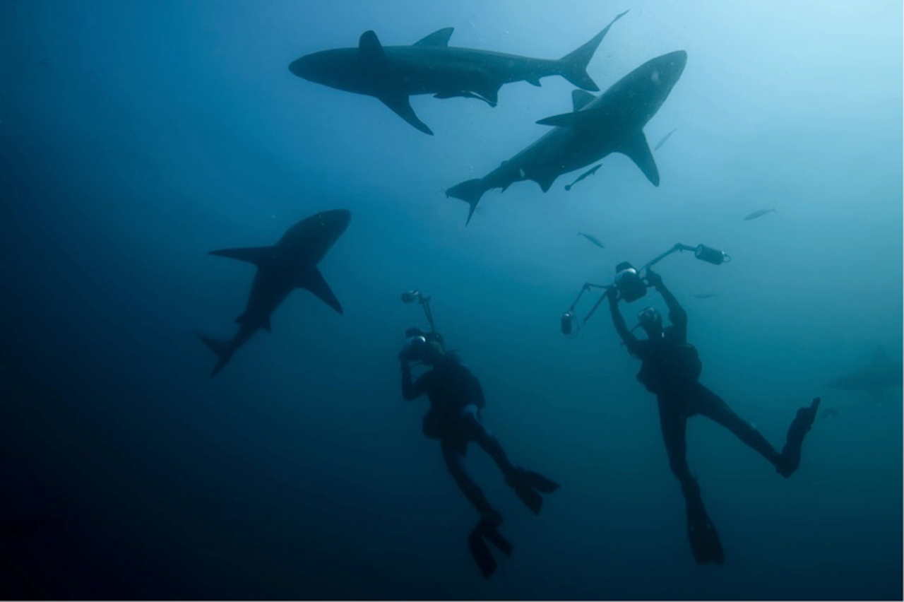 SCUBA divers with sharks