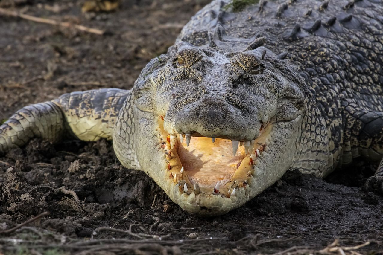 Saltwater crocodile lying on the riverbank