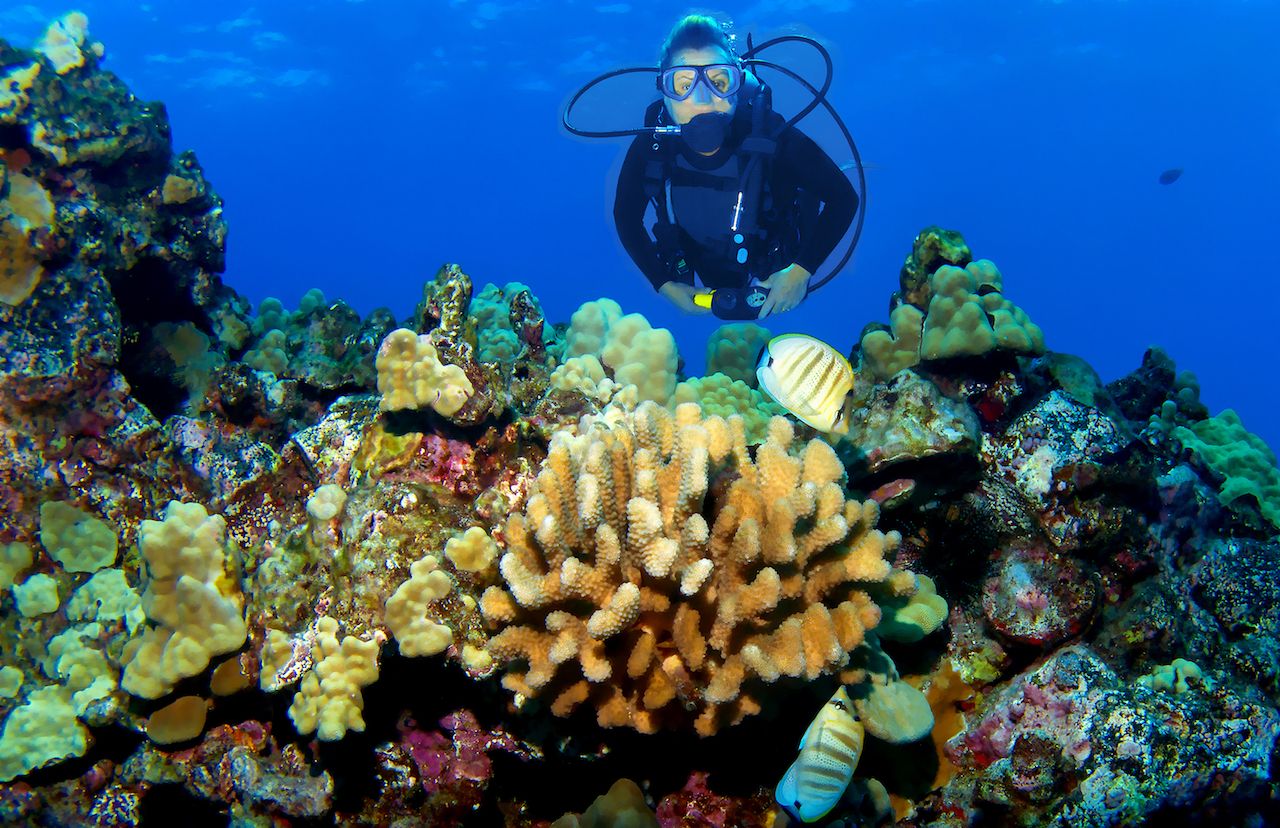 Scuba Diver in Kona Reef