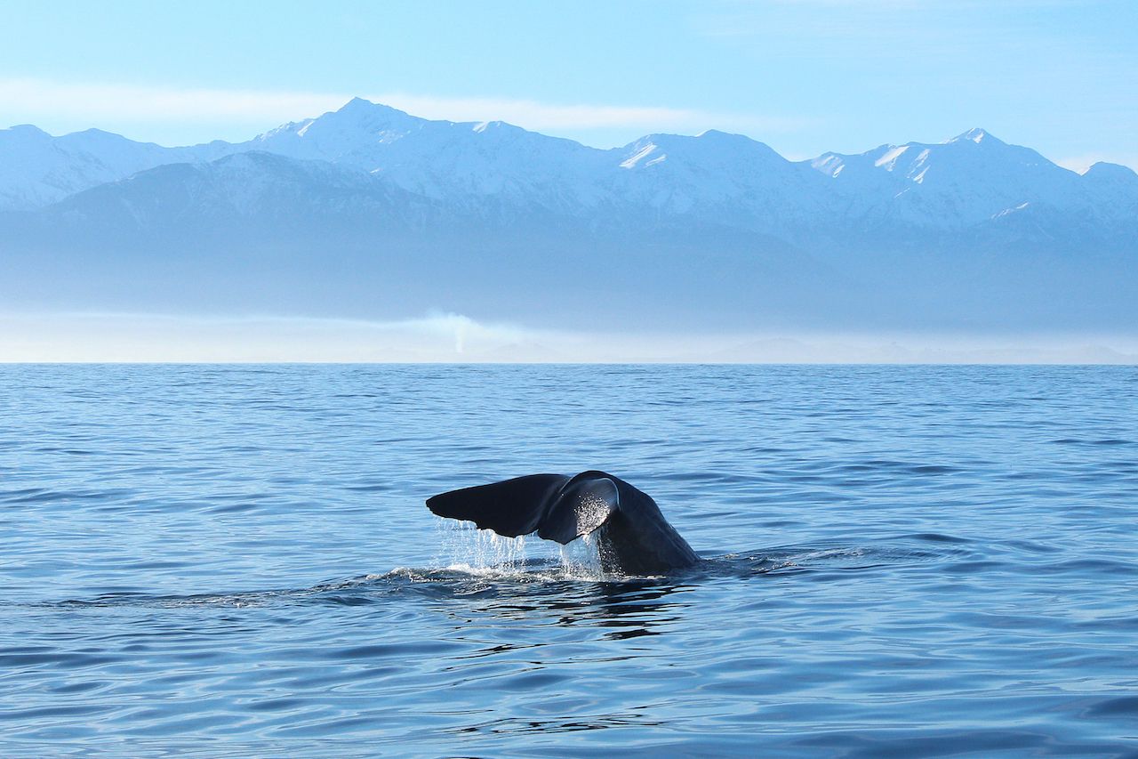 Sperm Whale Tail and Mountains in Kaikoura, New Zealand