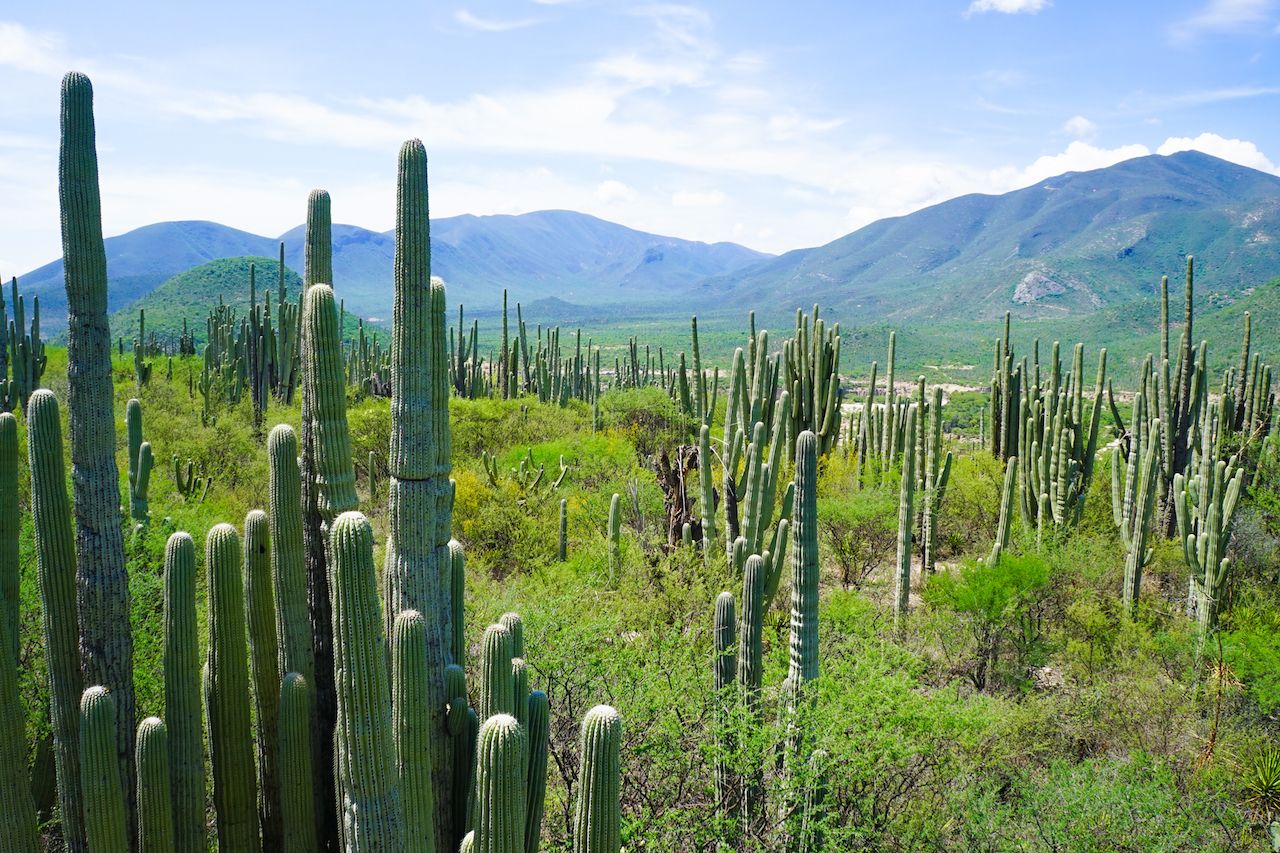 растительность мексики