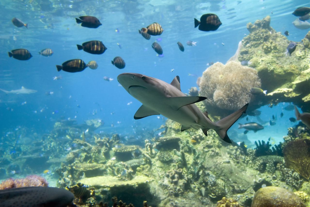 blacktip reef shark and fish shark diving