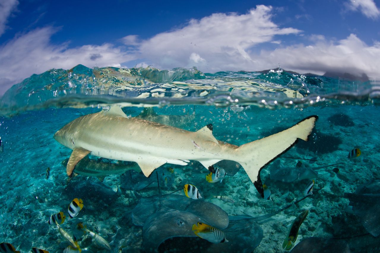 blacktip reef shark shark diving