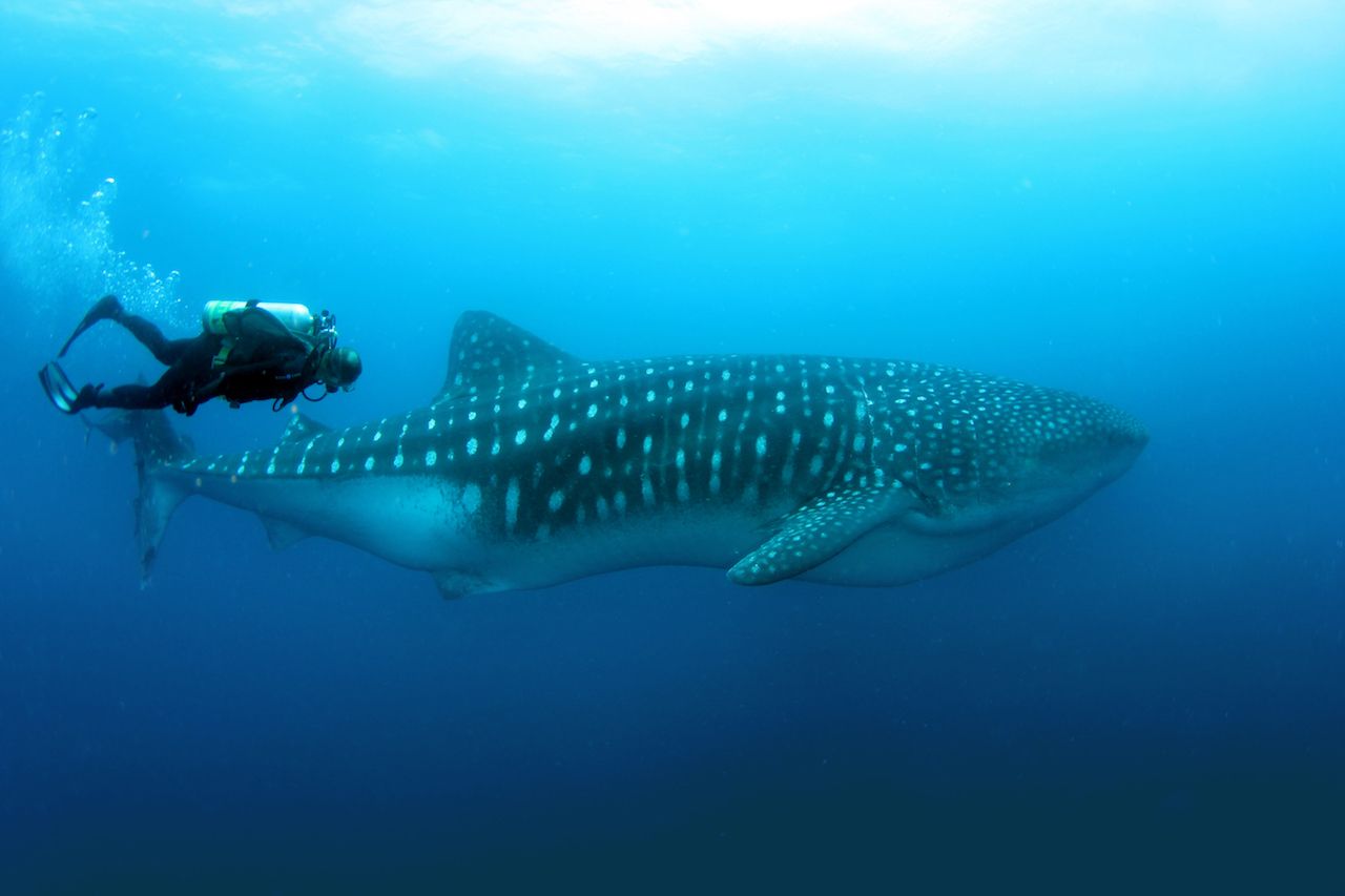 diver with whale shark