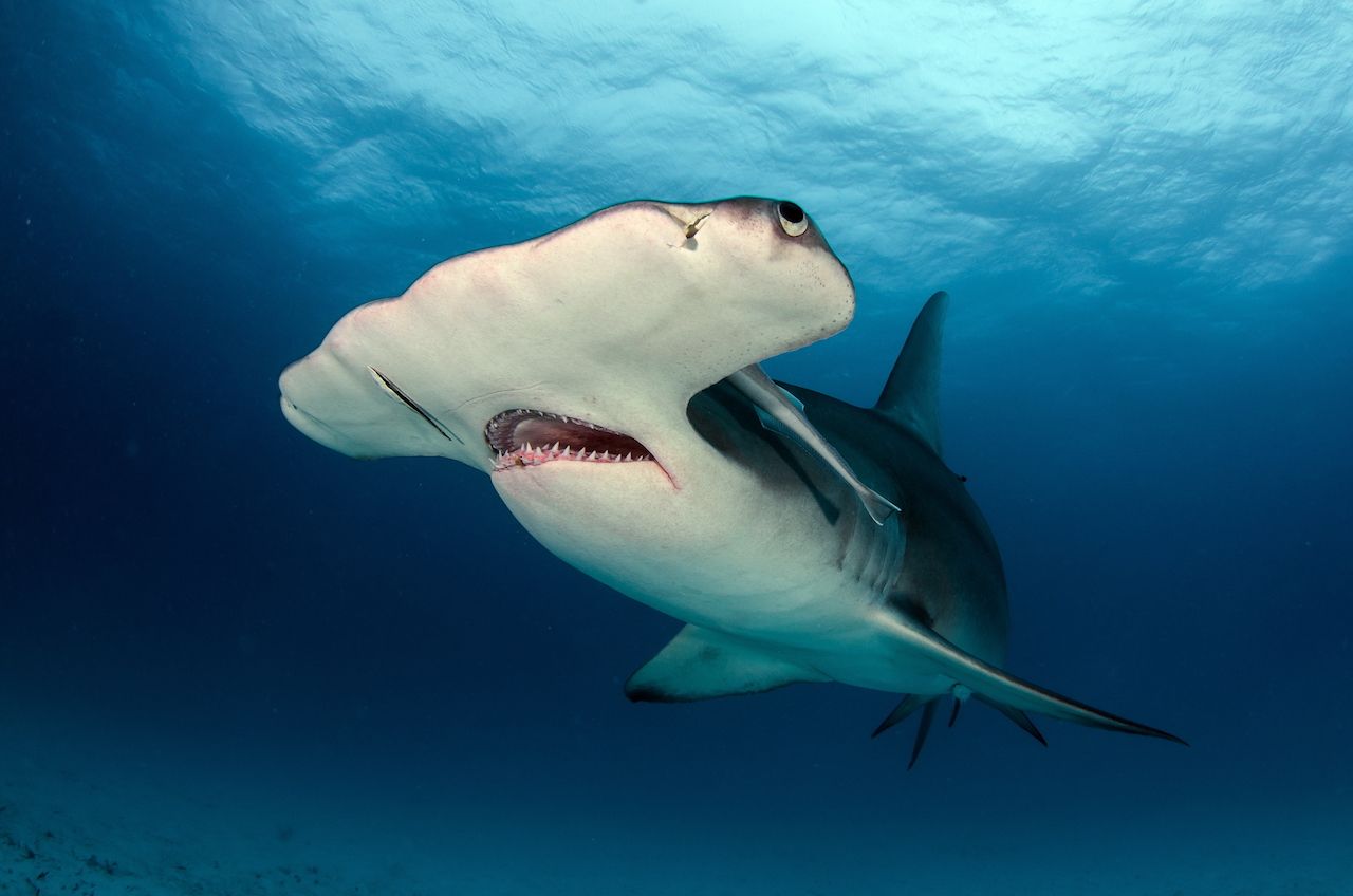 hammerhead shark shark diving