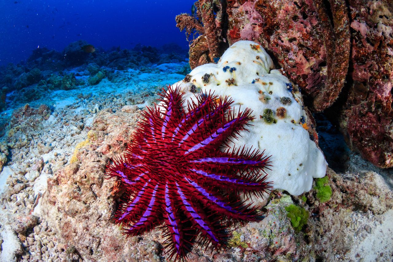 A Crown of Thorns Starfish feeds on a bleached, dead hard coral on a tropical reef
