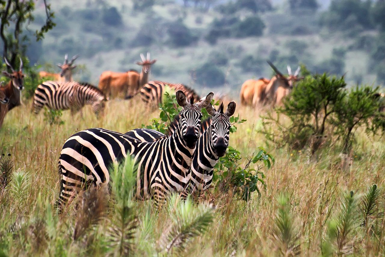 Akagera National Park in Rwanda