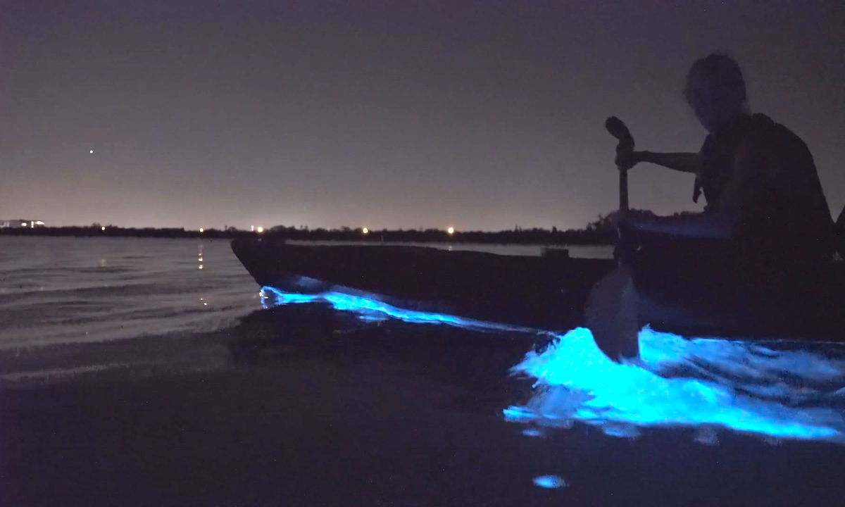 bioluminescent kayak tour florida