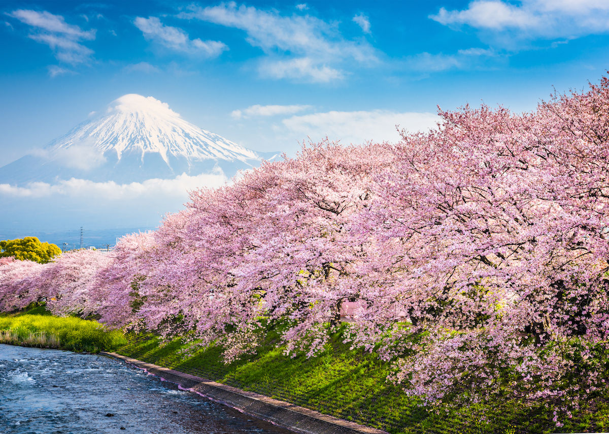 How Much Are Blossom Season Tickets