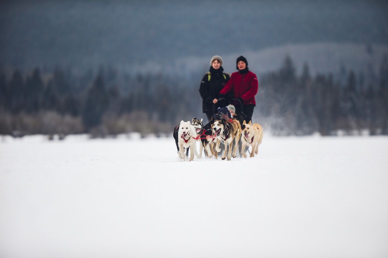 Dogsledding Jasper Canada winter