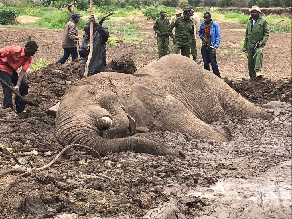 Elephant trapped in mud in Kenya, saved by rescue teams