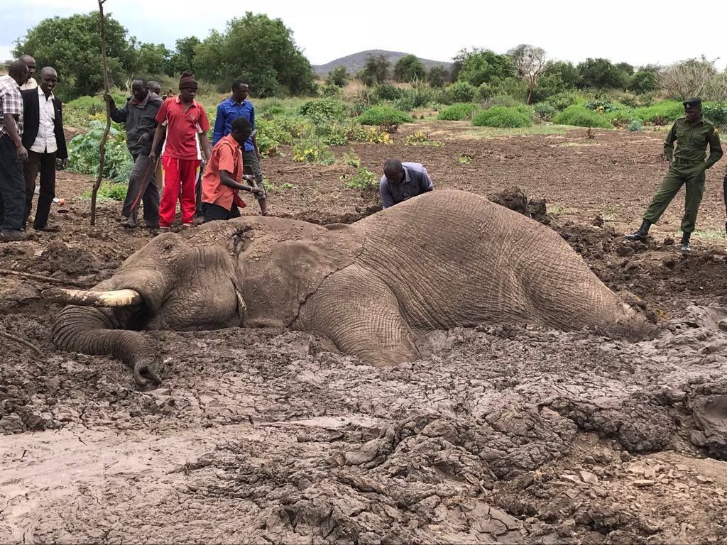 Elephant trapped in mud in Kenya 3