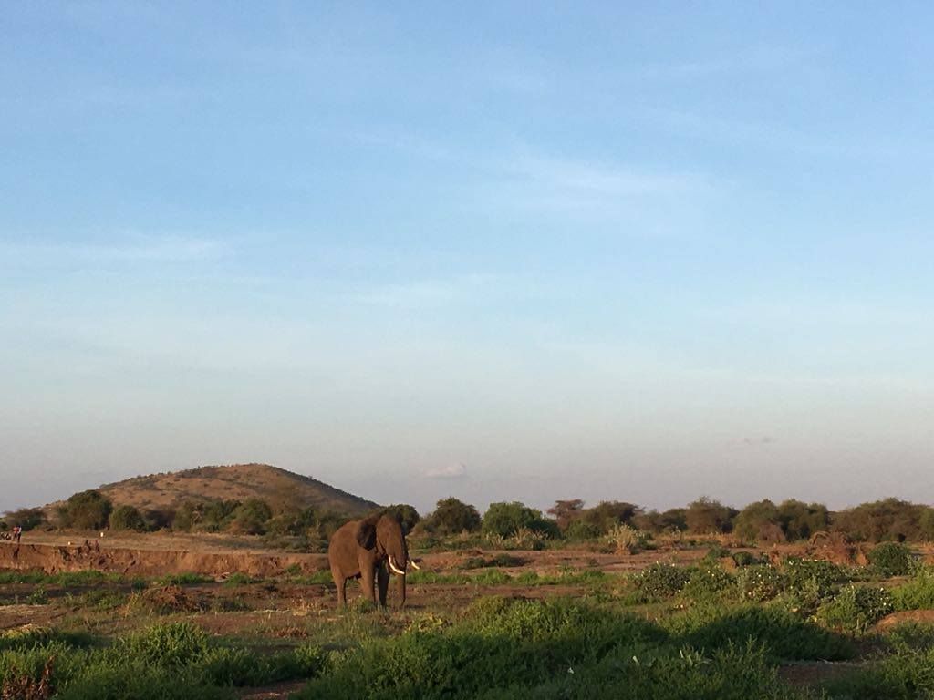 Elephant trapped in mud in Kenya 4
