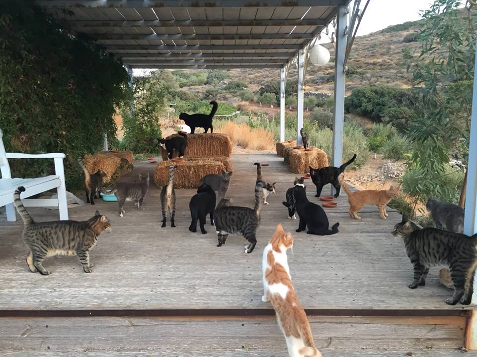 Cats on the Greek island of Syros