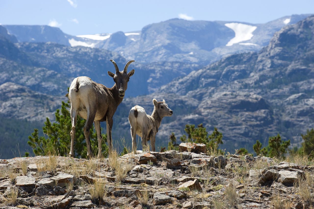 Rocky Mountain bighorn sheep with lamb in Wind River Range, Wyoming
