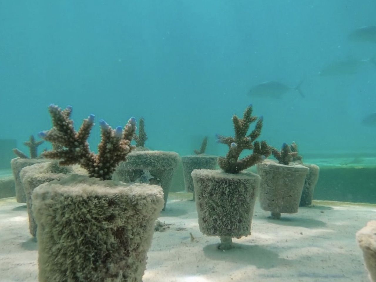 Underwater sculpture in new Maldives museum
