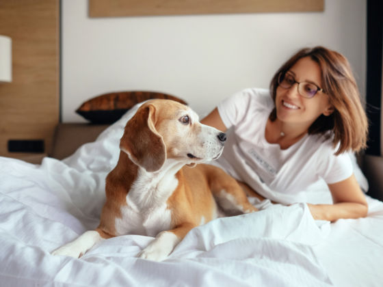 dog friendly hotel chains