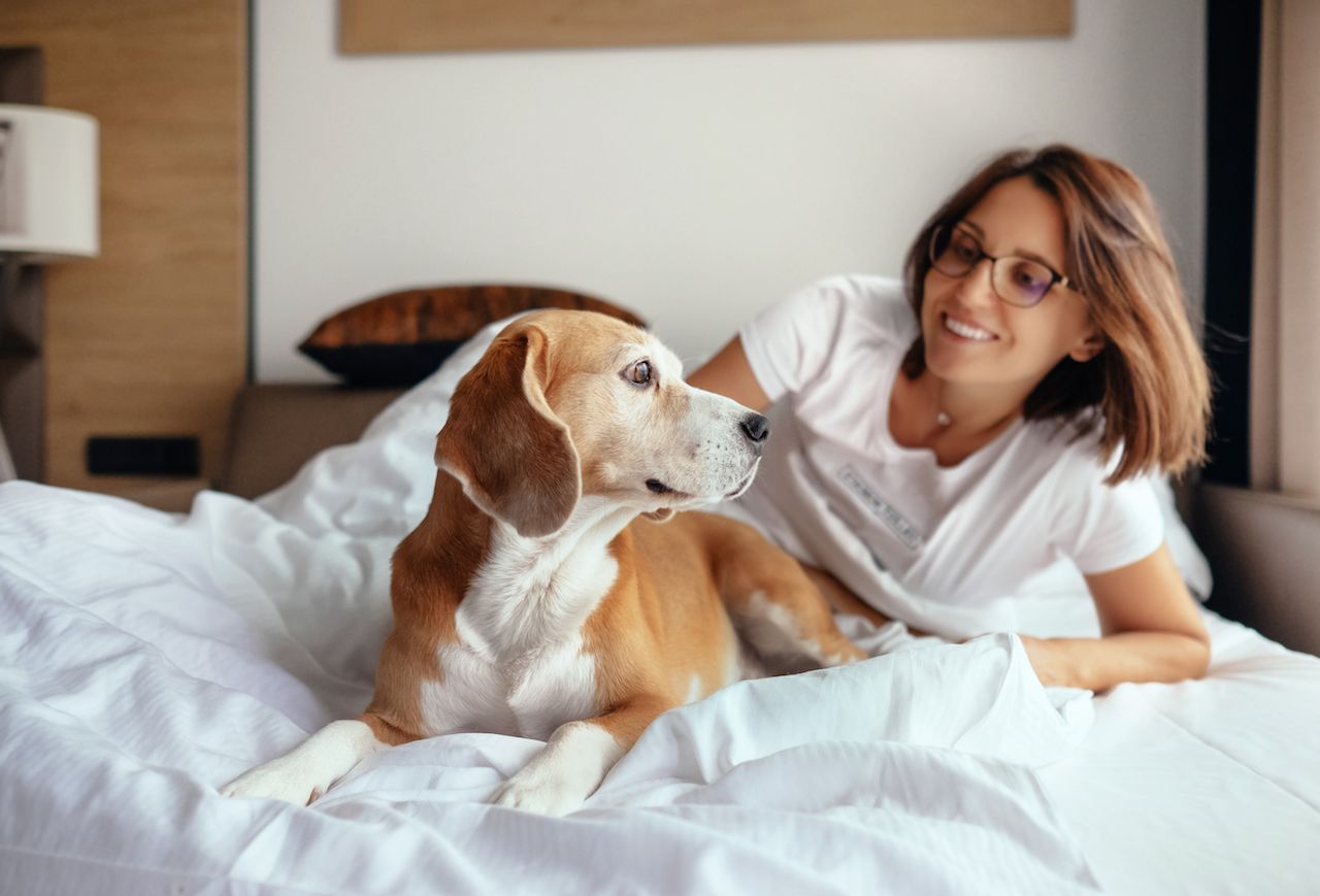 pet friendly hotel chains