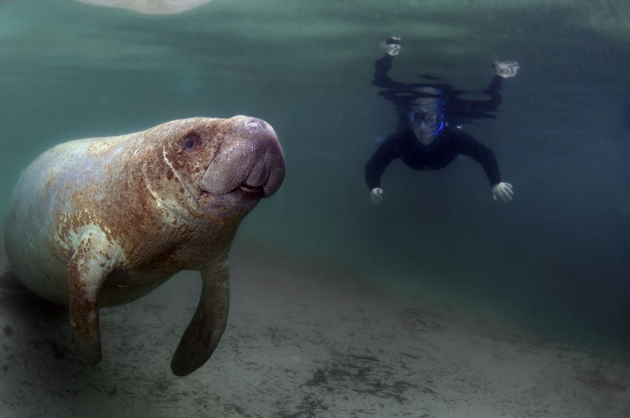 A snorkeler watching and manatee