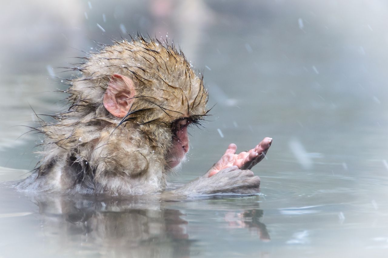 Baby Japanese snow monkey in the water