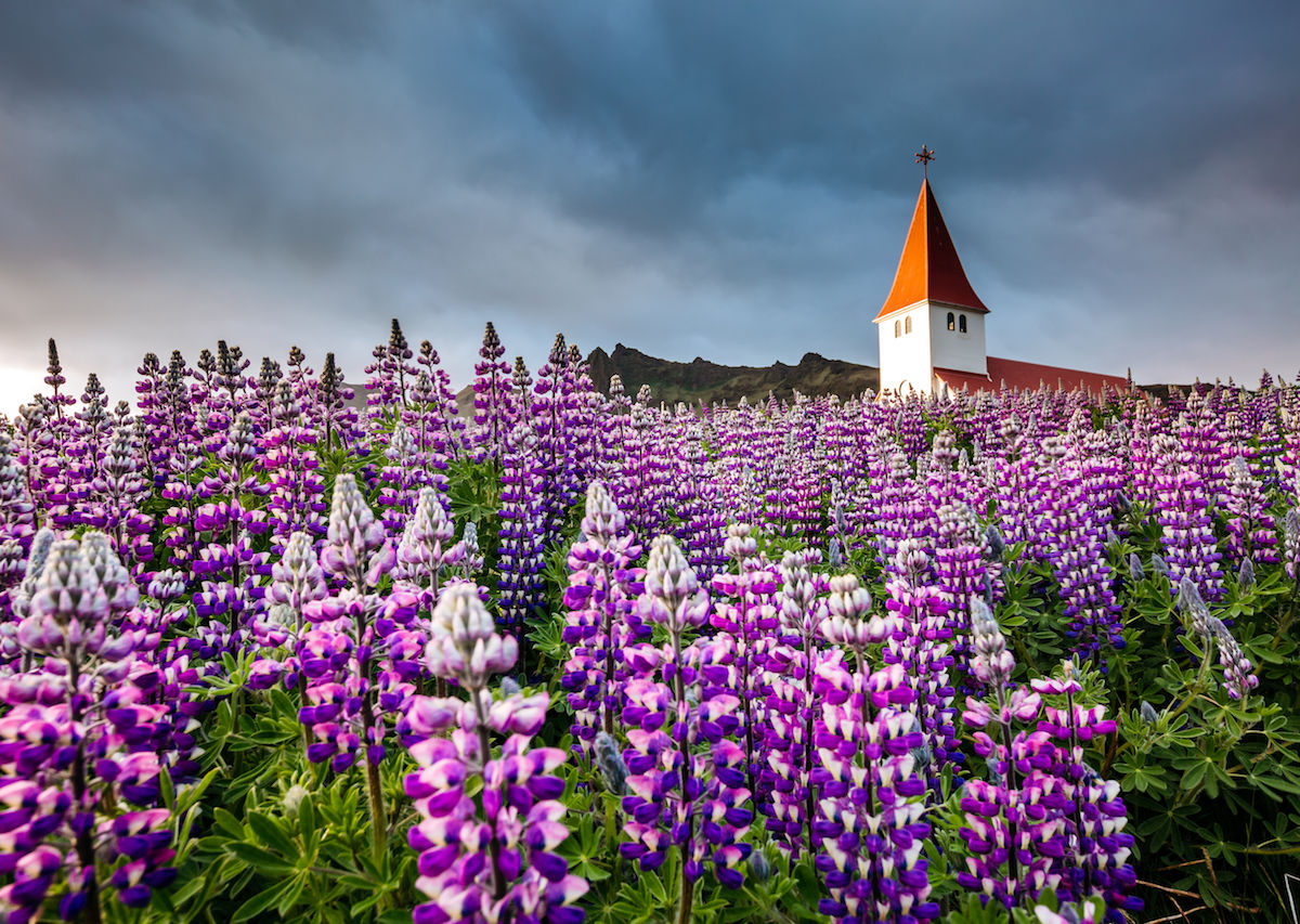In eastern Iceland, blue Nootka lupine are spreading beyond control