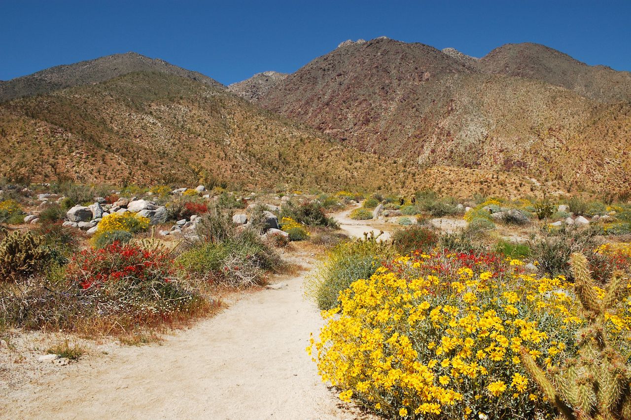 Brittlebush and mountains in Anza-Borrego Desert State Park, CA