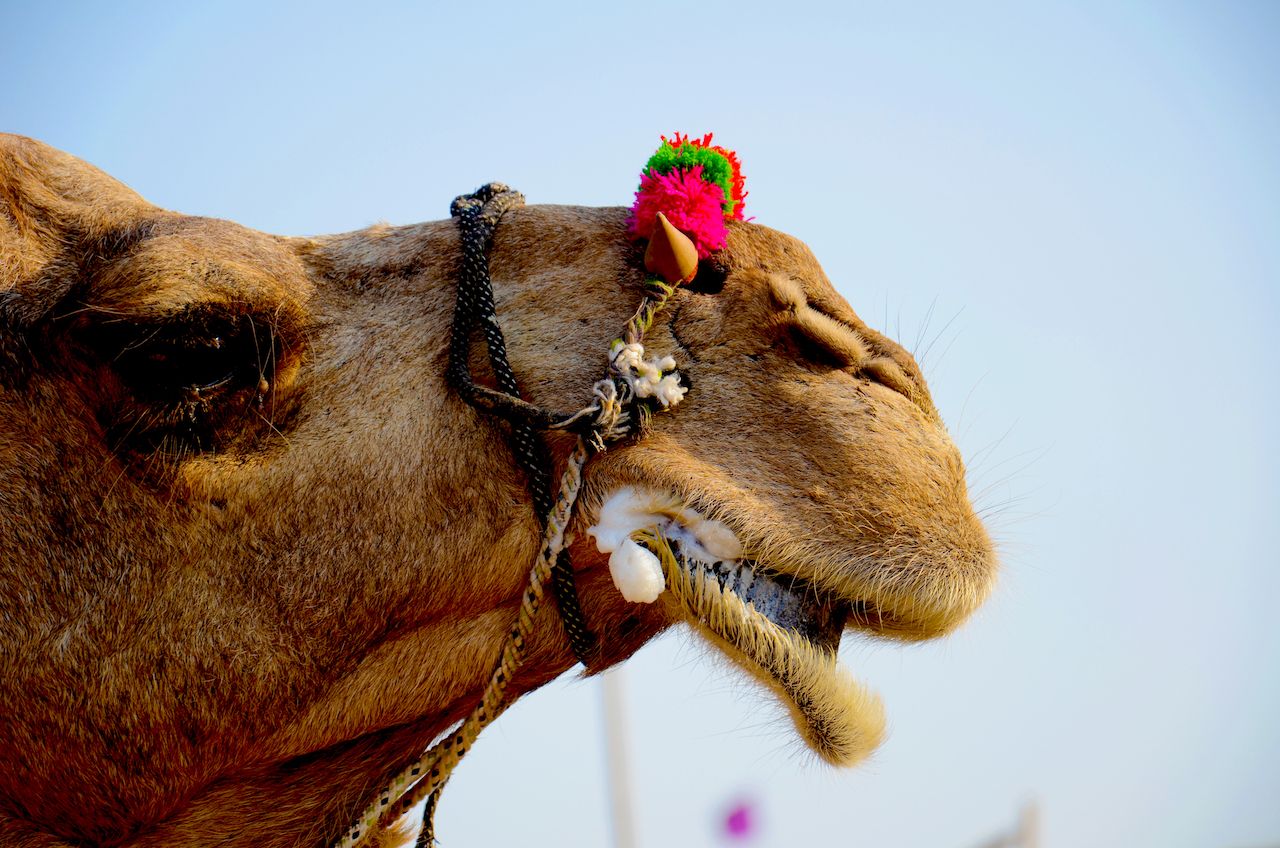 Camel chewing