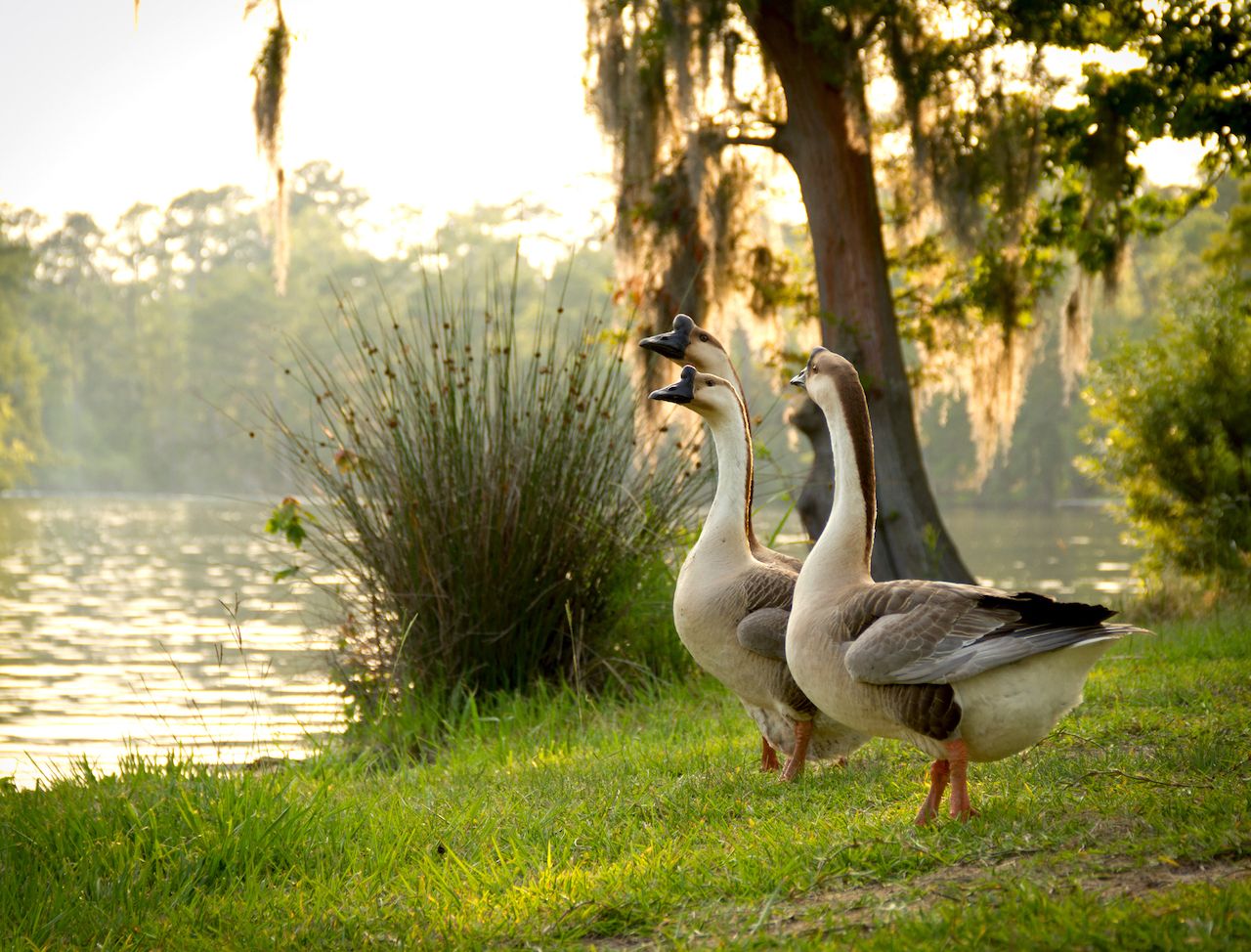 Chinese geese admiring Sam Houston Jones State Park