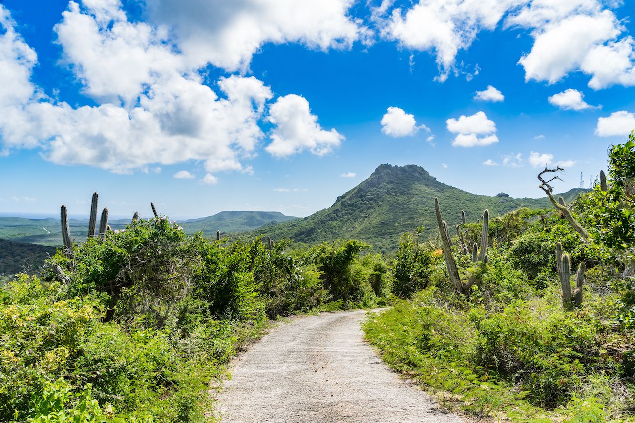 Greenery at Christoffel National Park in Curacao