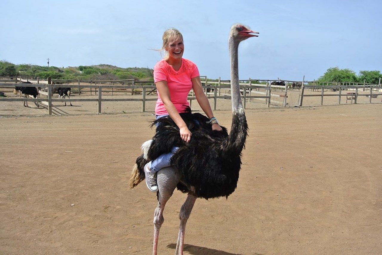 Woman riding an ostrich at the Curacao Ostrich Farm