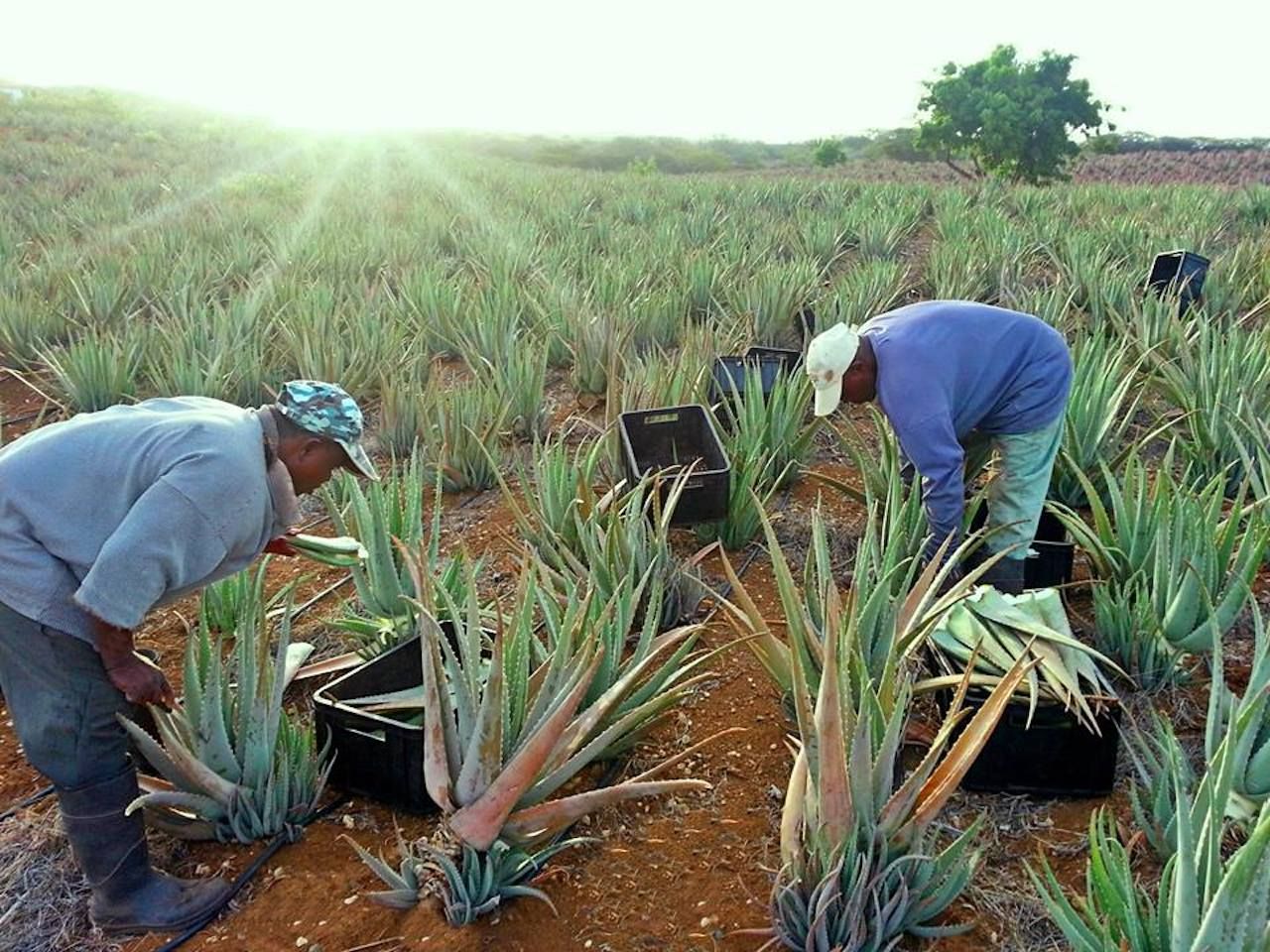 Farmers cultivating aloe vera in Curacao