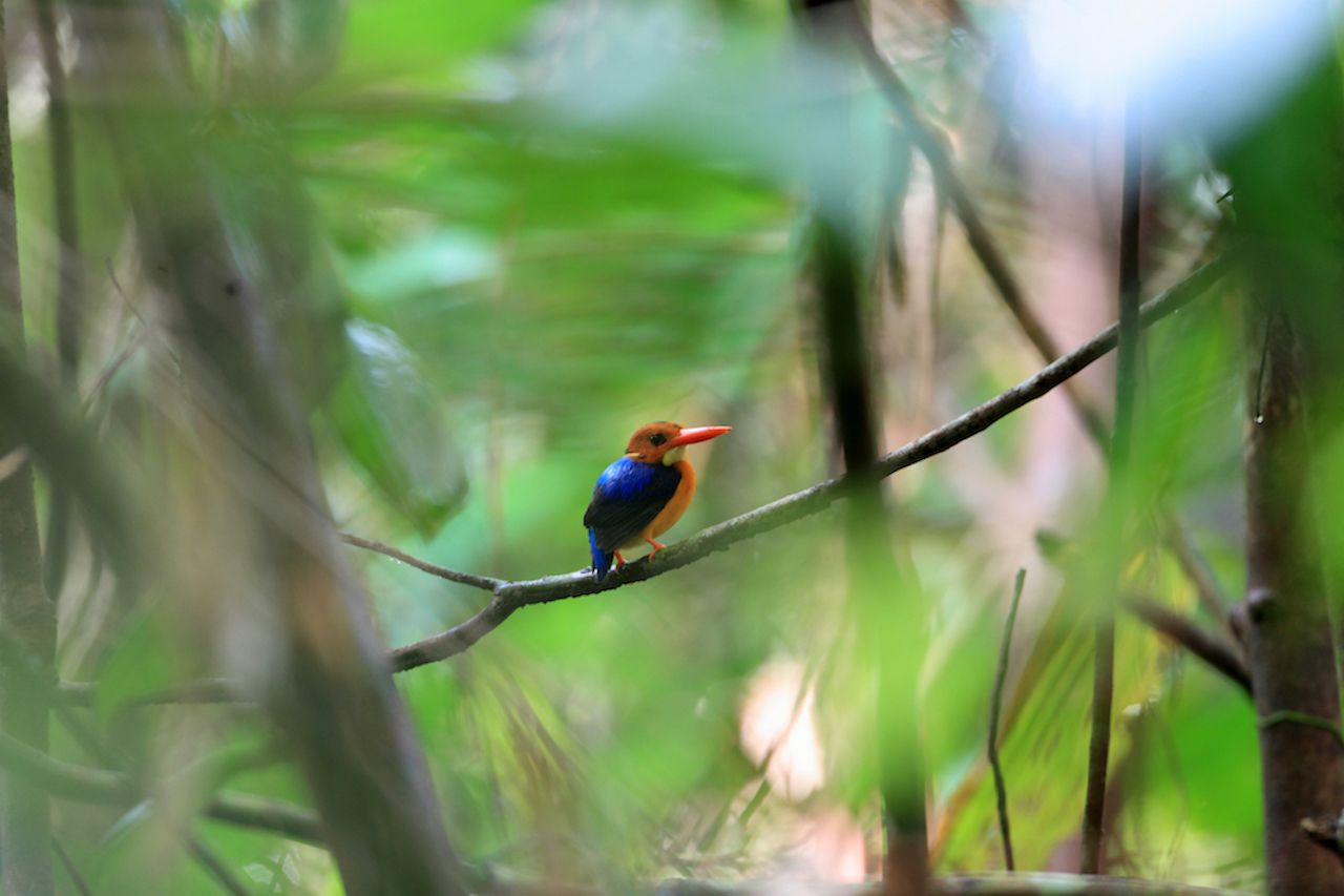 Manus Dwarf-Kingfisher female in Manus Island, Papua New Guinea