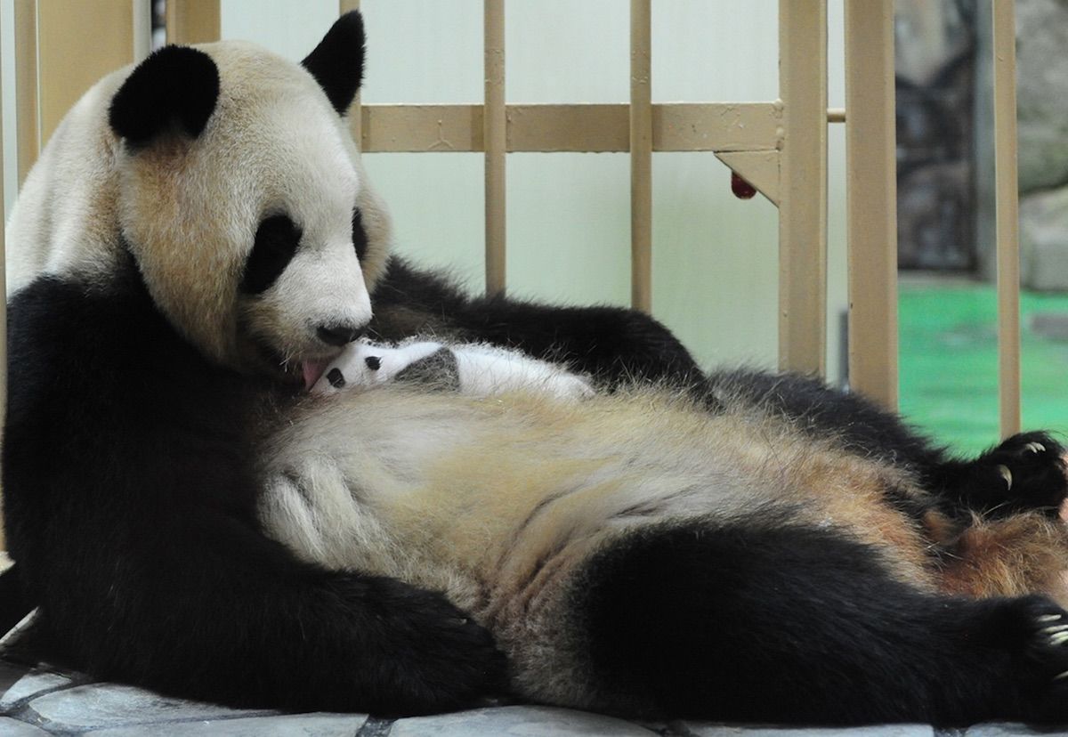 This baby panda needs a name, and Japan’s Wakayama Park wants you to help