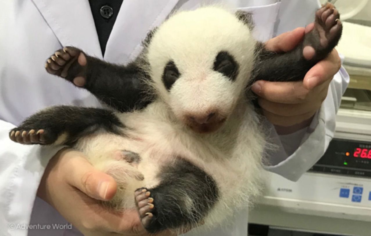Panda cub in Japan 1