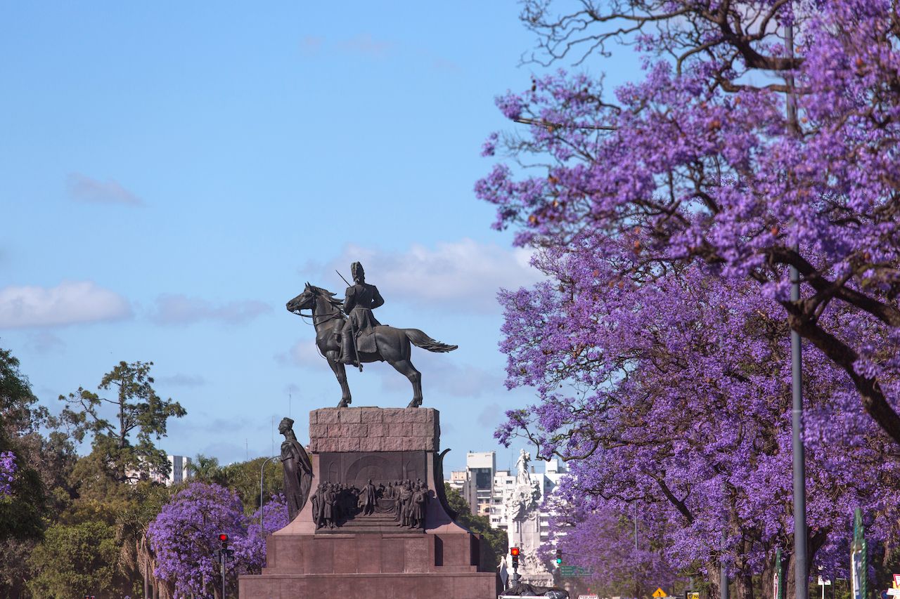 Spring flowering jacaranda in Buenos Aires, Argentina