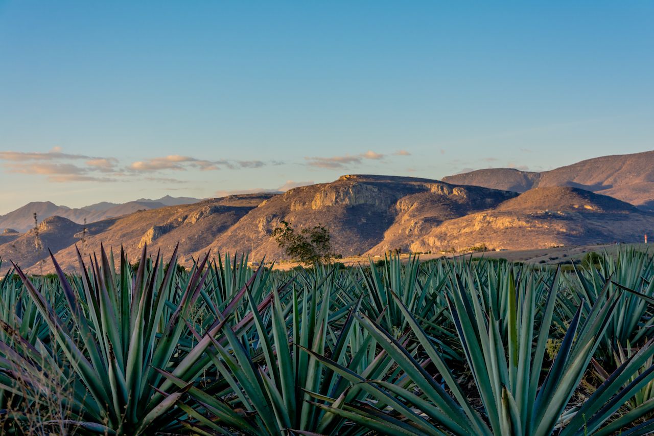 Agave field oaxaca mezcal tequila plant