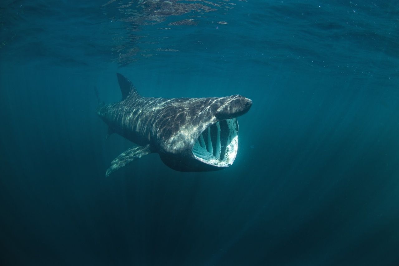 Basking shark Coll Island Scotland Visit Britain