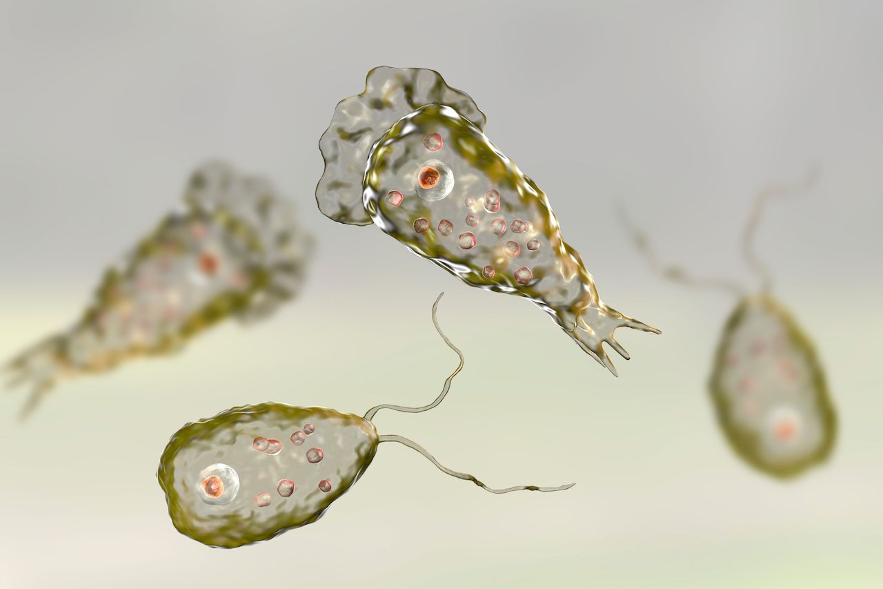 Brain-eating amoeba infection naegleriasis