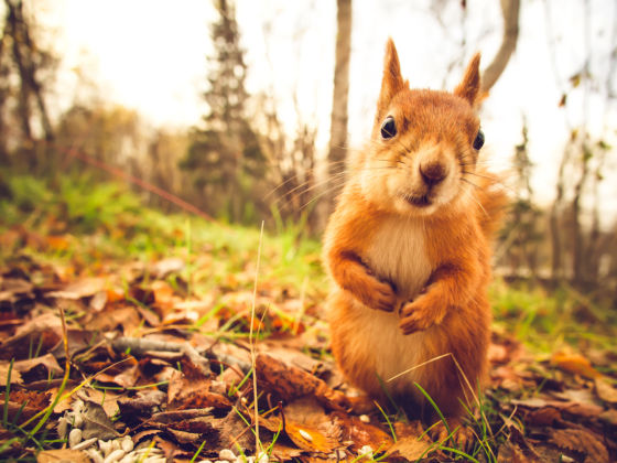 frontier airlines emotional support animal