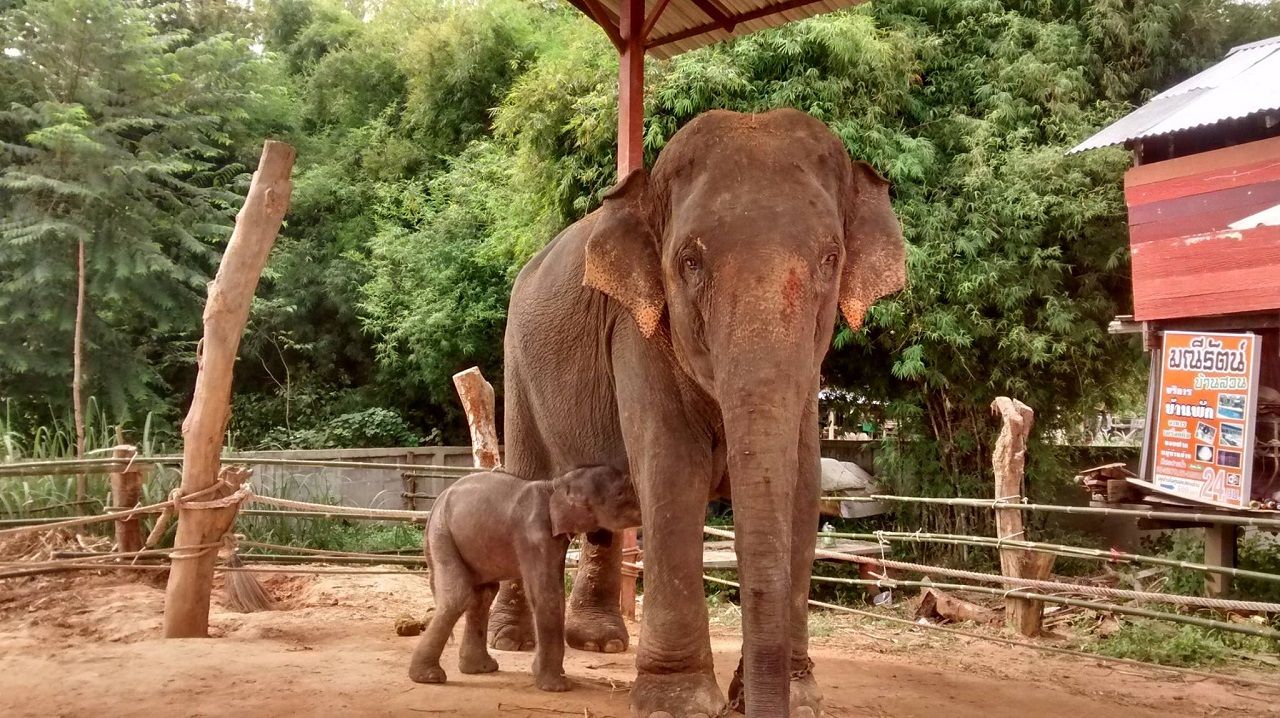 Elephants, Black Ivory Coffee in Thailand