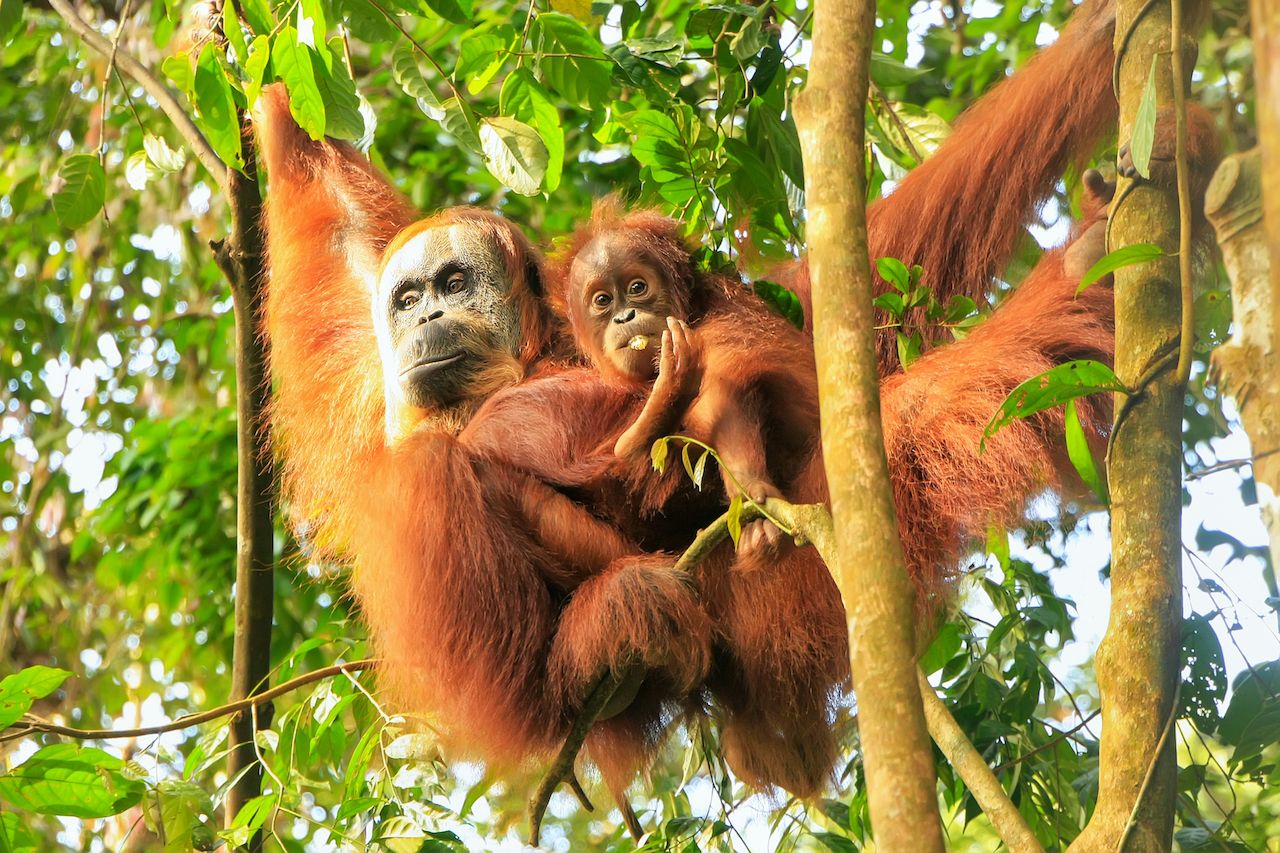 Female Sumatran orangutan with baby