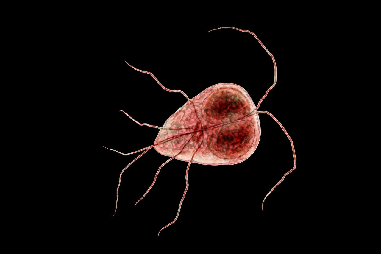 Giardia lamblia also known as Giardia intestinalis