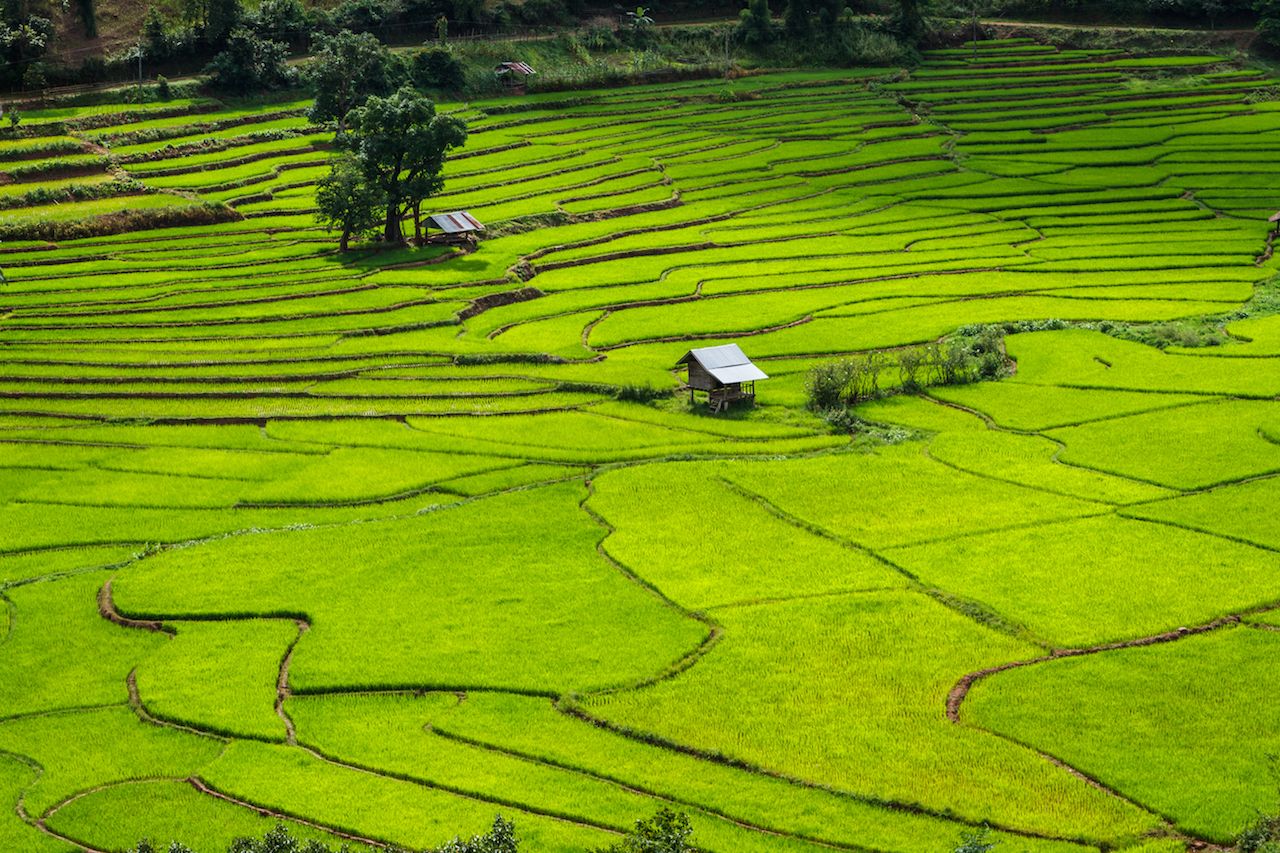Green rice terraces in Nan, Thailand