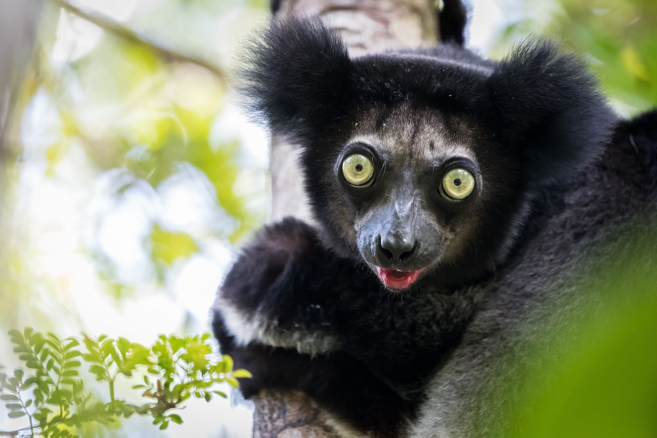Indri lemur in Madagascar