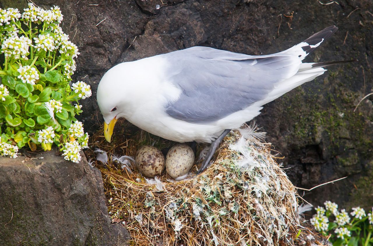 Kittiwake sittig on a nest with two eggs